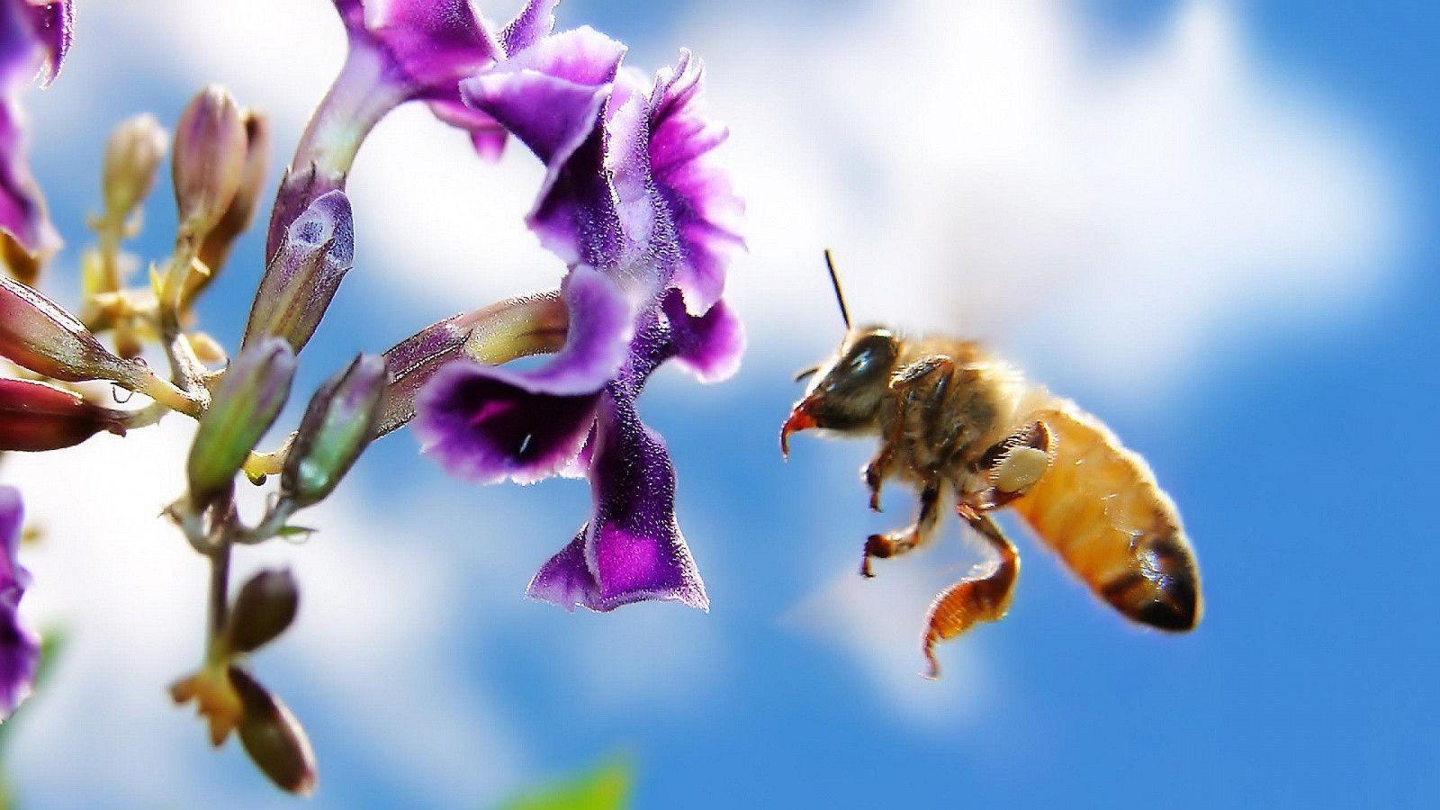 Flower Bee Wallpaper