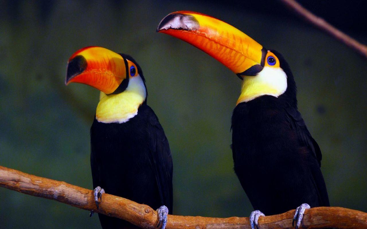 Toucan Computer Wallpaper, Desktop Background 1280x800 Id: 425024