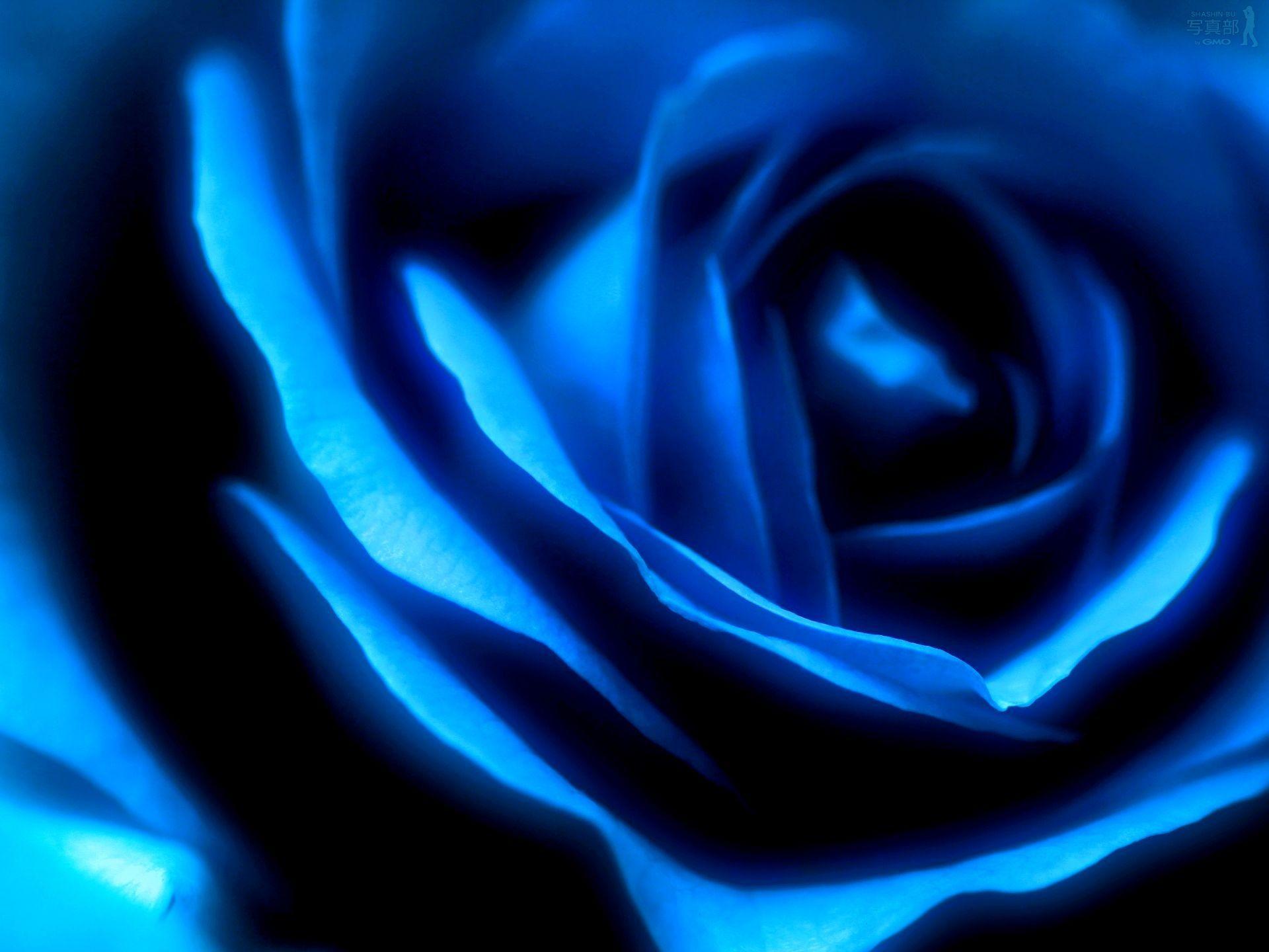 Blue Rose High Resolution Wallpaper