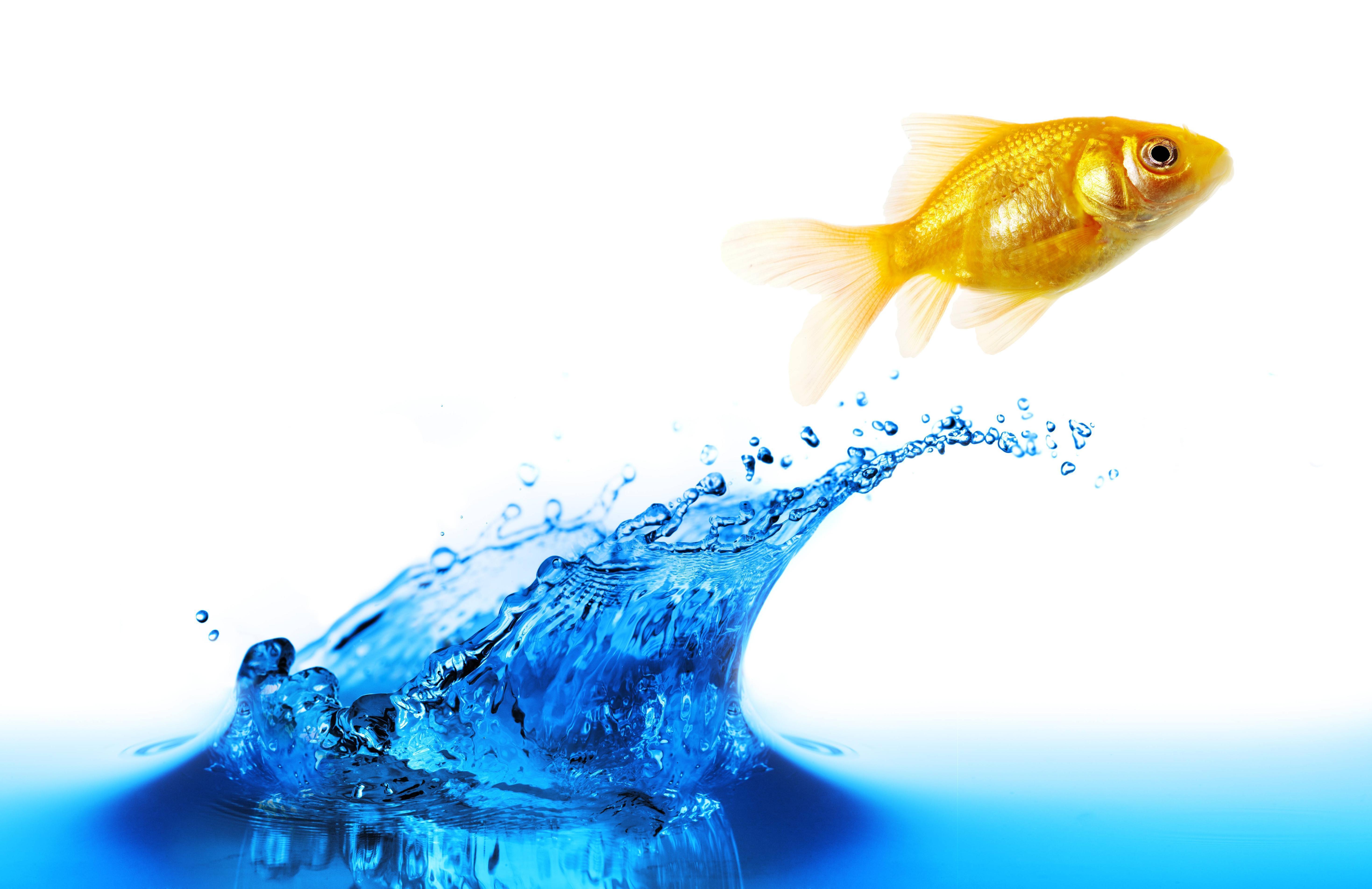 Download wallpaper small fish, splash, background free desktop