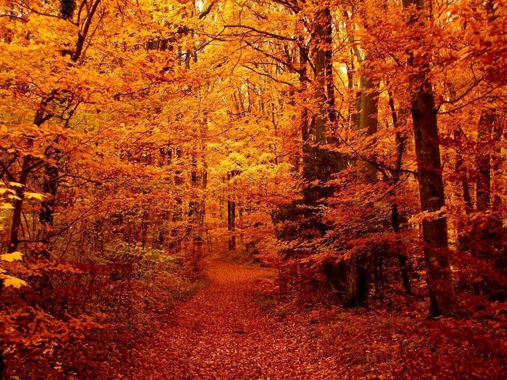 autumn forest HD wallpaper