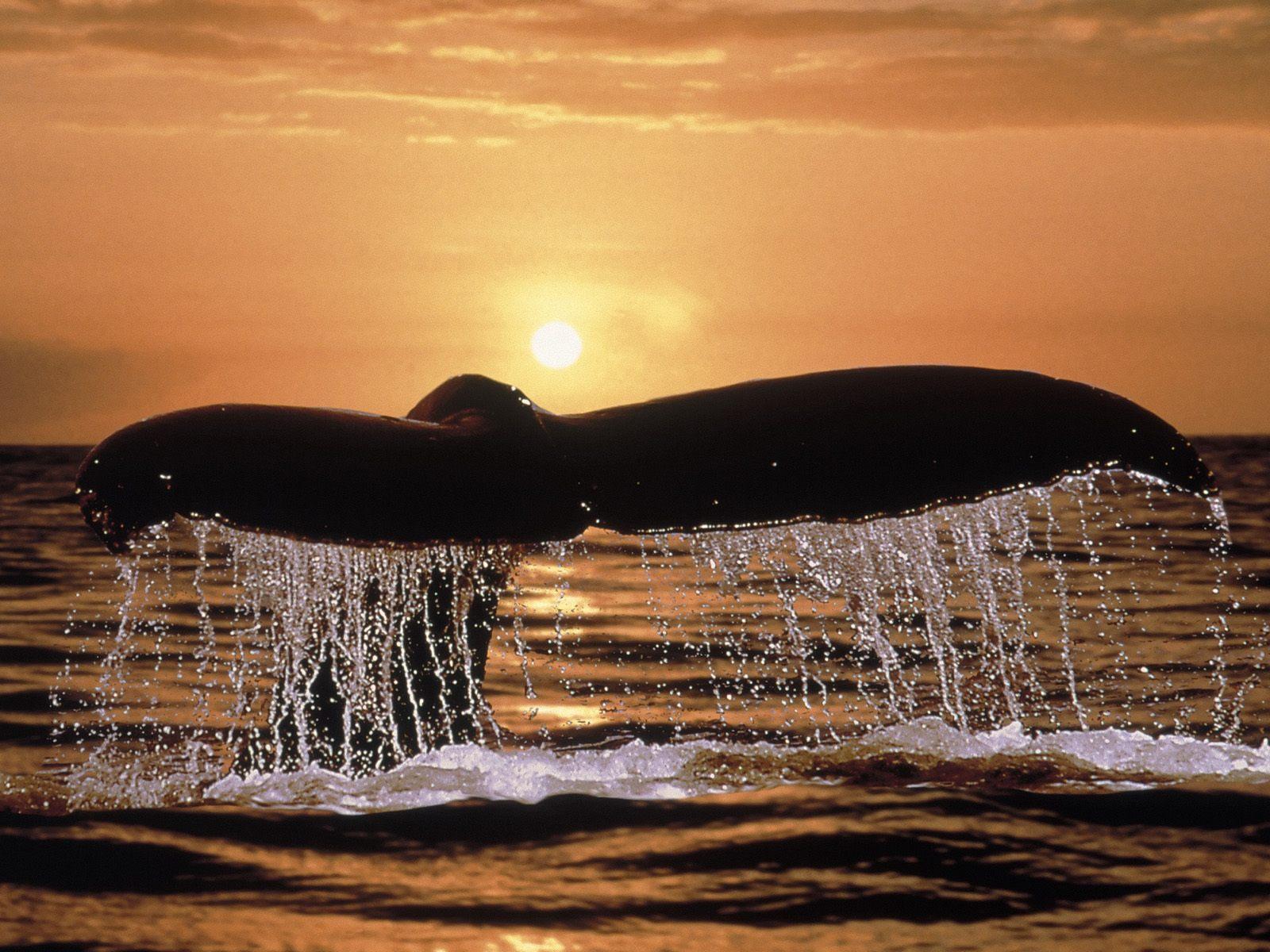 Humpback whale in ocean free desktop background wallpaper image
