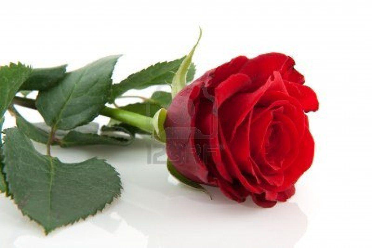miscopono: flowers, flowers wallpaper, red rose picture, rose