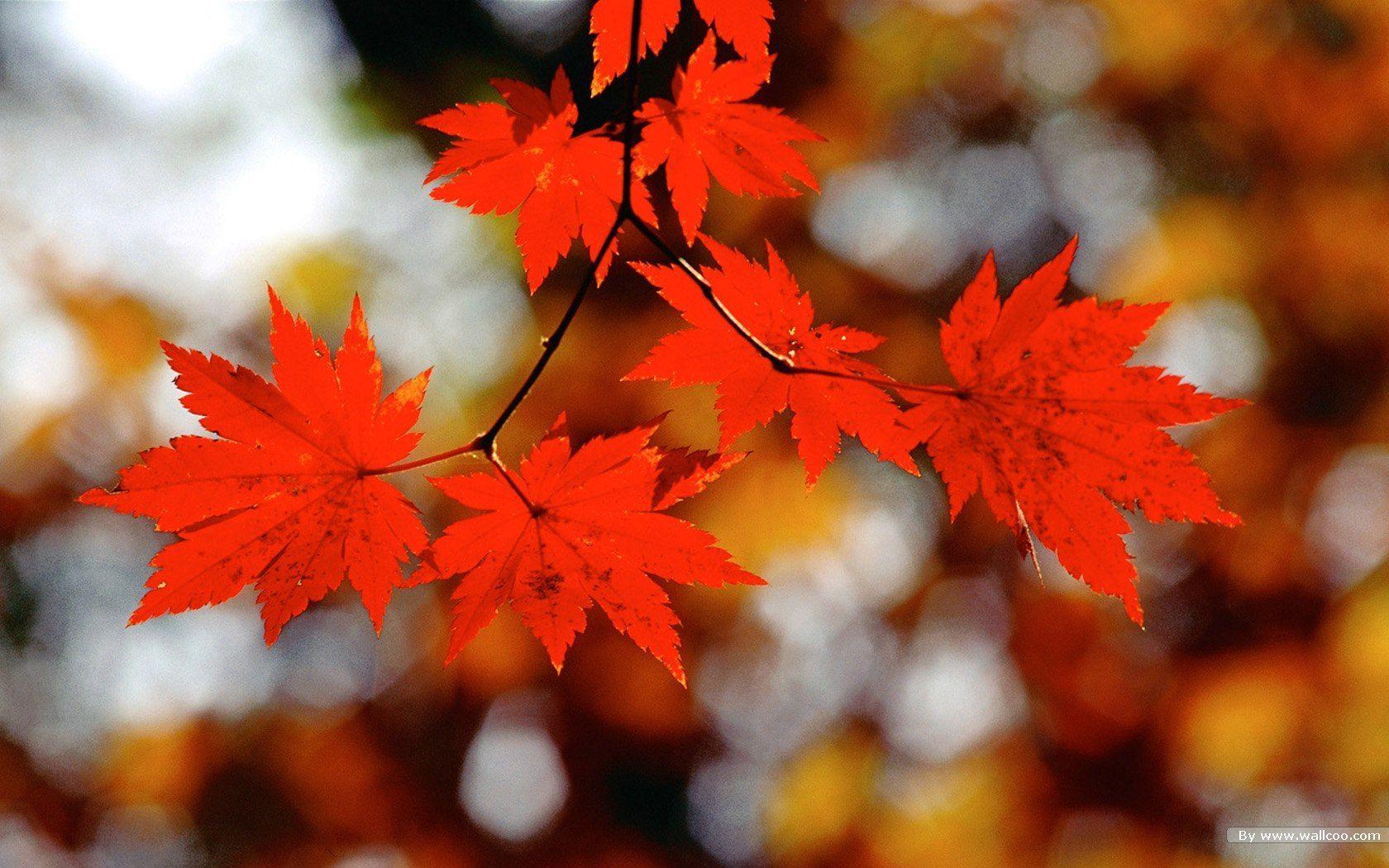 Autumn Tints, Goden Autumn, Beautiful Autumn Leaves Wallpaper