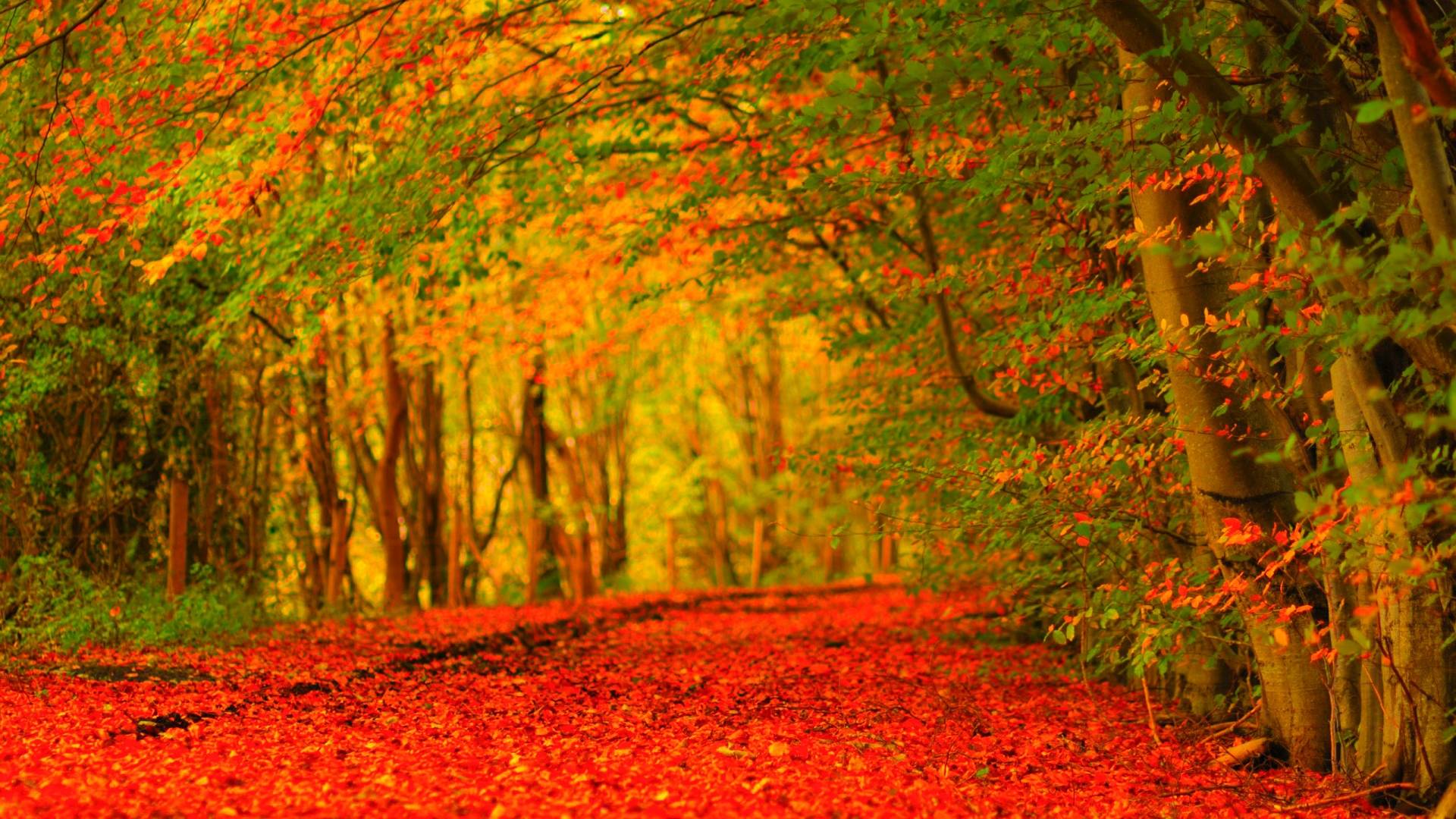 Beautiful Autumn Holland HD Wallpaper
