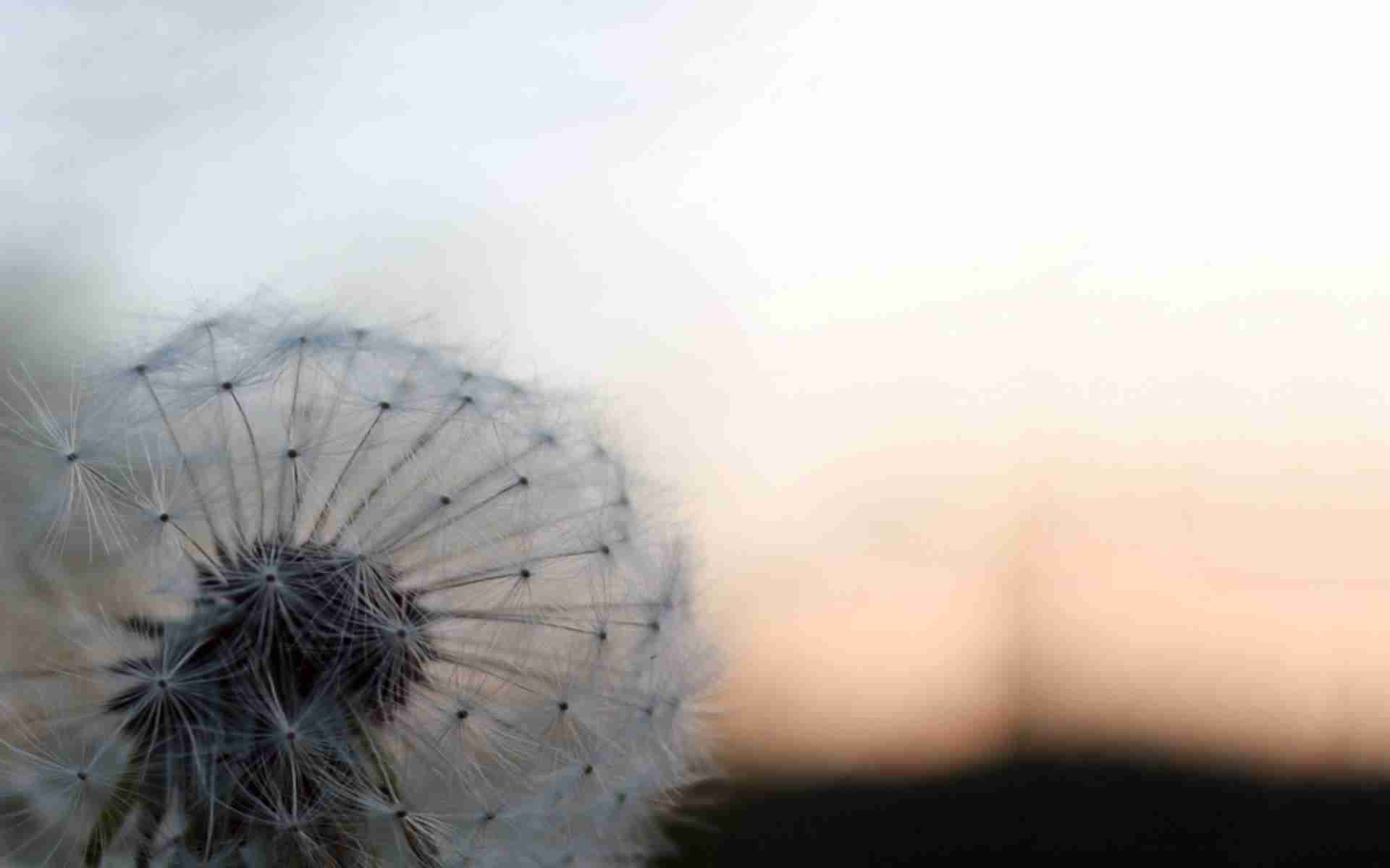 Dandelion Background Blur Down Free Picture