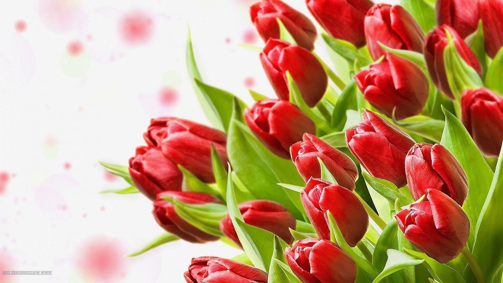 Red Tulips Wallpaper