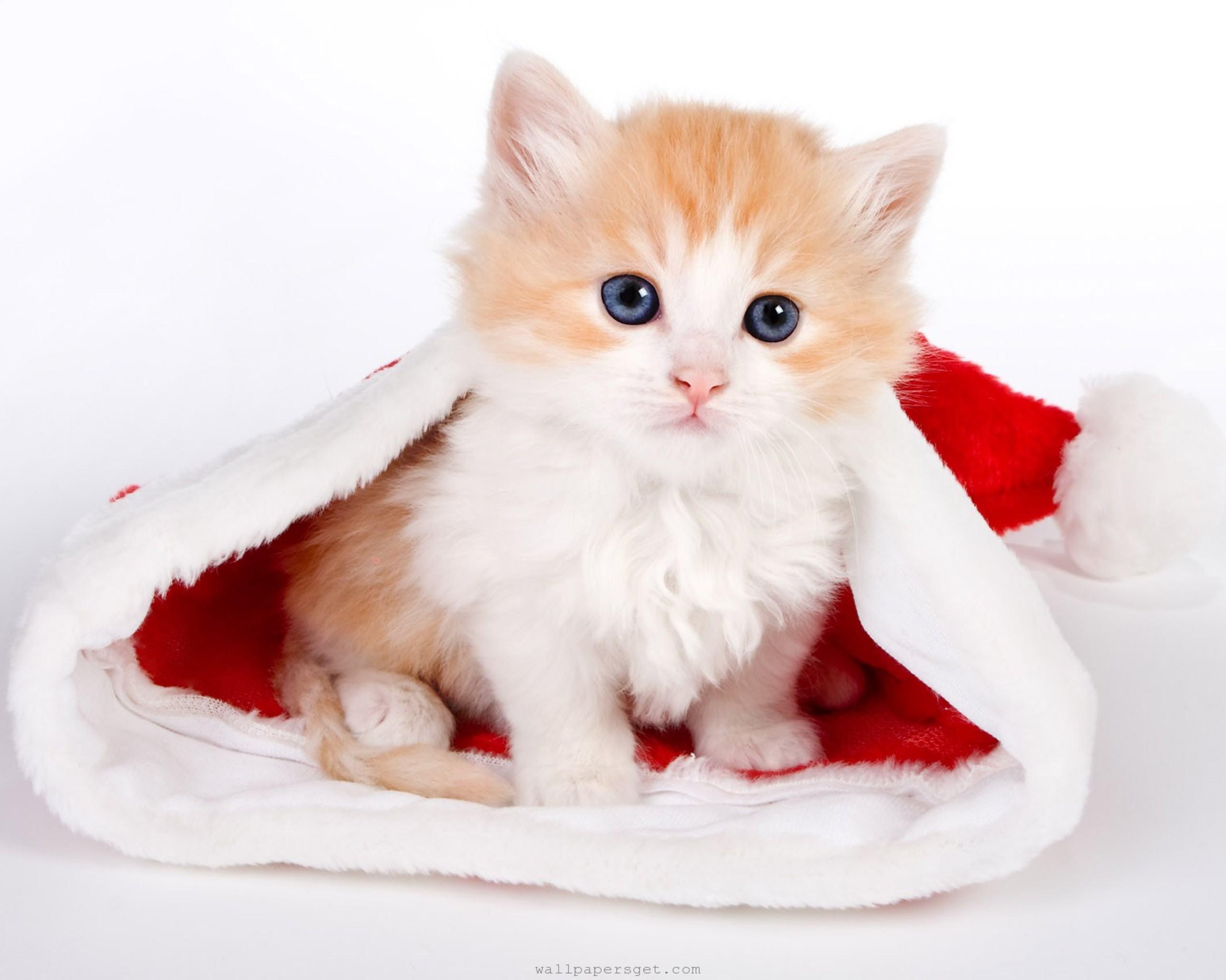Pin Animal Cat Santa Love Cute Precious Funny Wallpaper picture