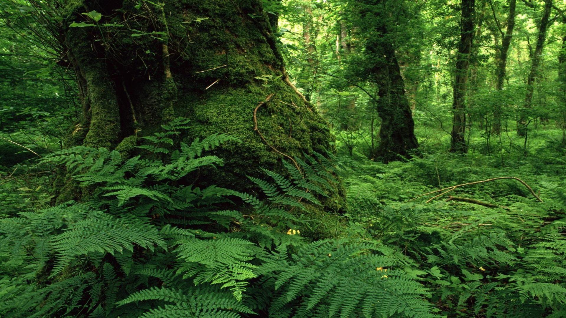 Green Forest Backgrounds - Wallpaper Cave