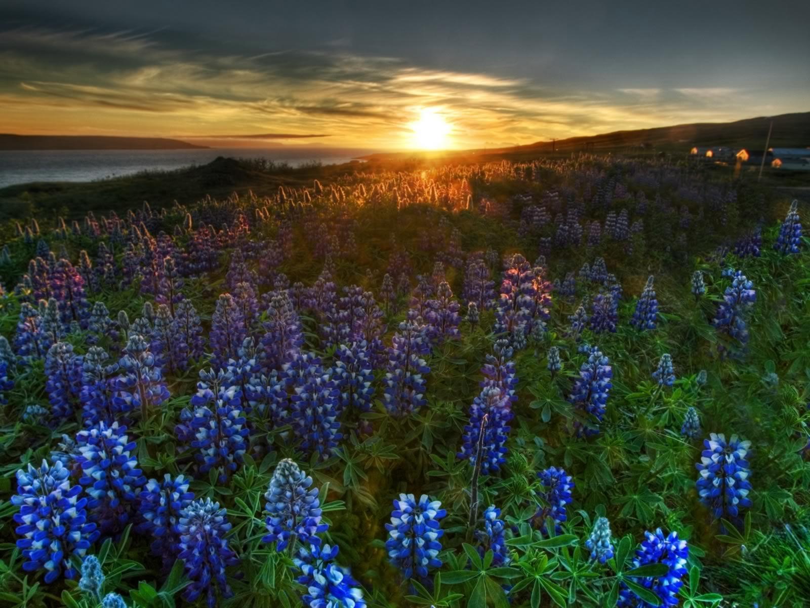 Blue Wildflower Sunrise Wallpaper Image featuring Landscapes
