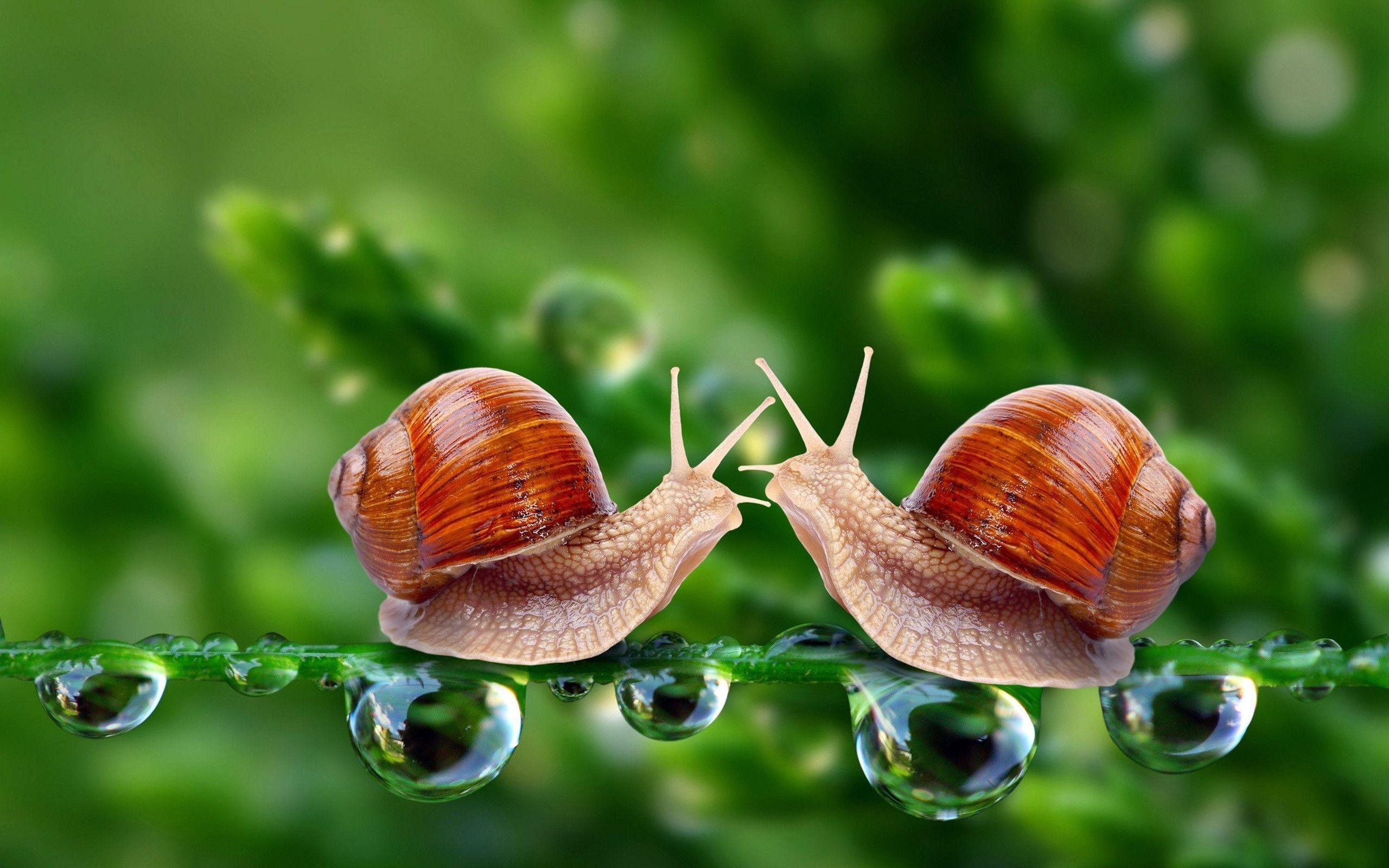Snails In Love in Animals