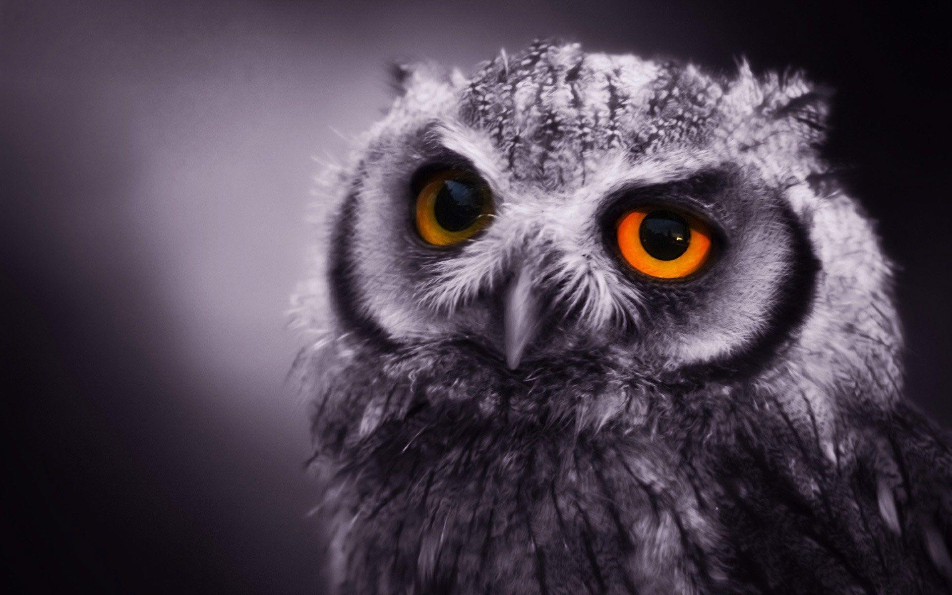 Desktop Wallpaper · Gallery · Animals · Eagle Owl. Free