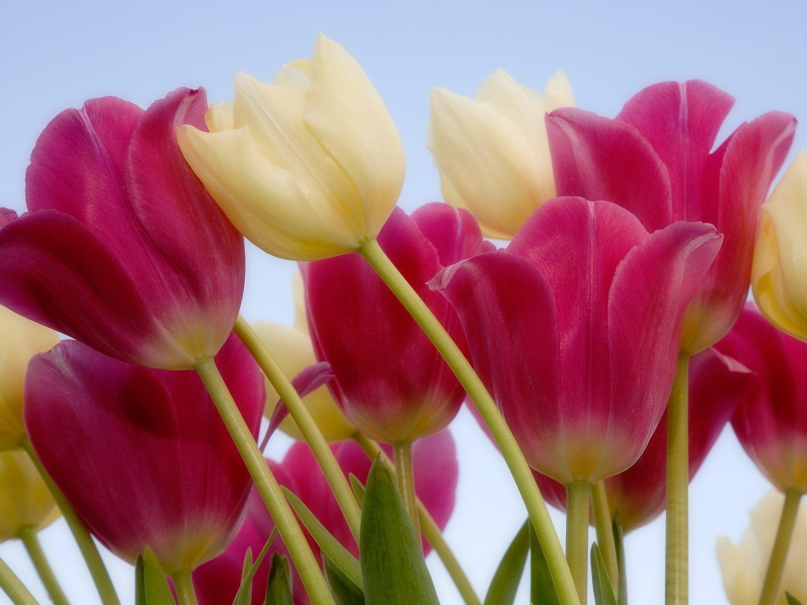 Flowers Wallpaper: Tulips Flowers Wallpaper