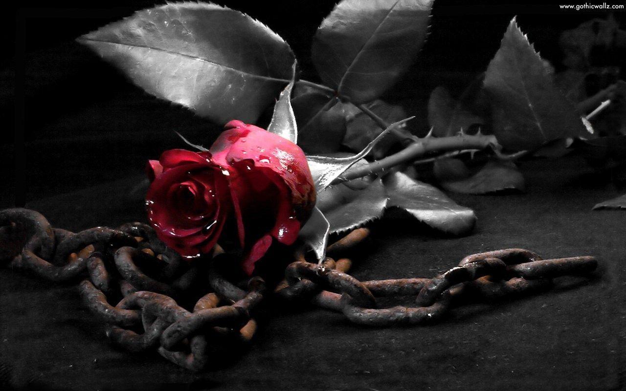 Black Rose HD Background Wallpaper