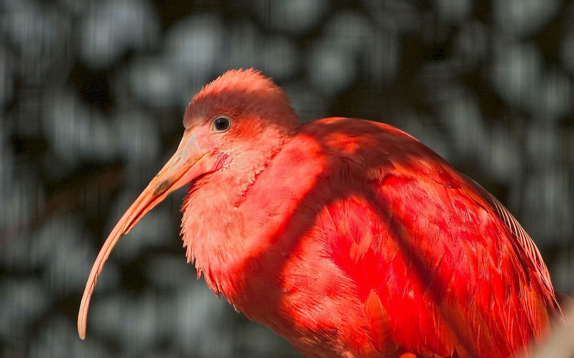 Beautiful red bird