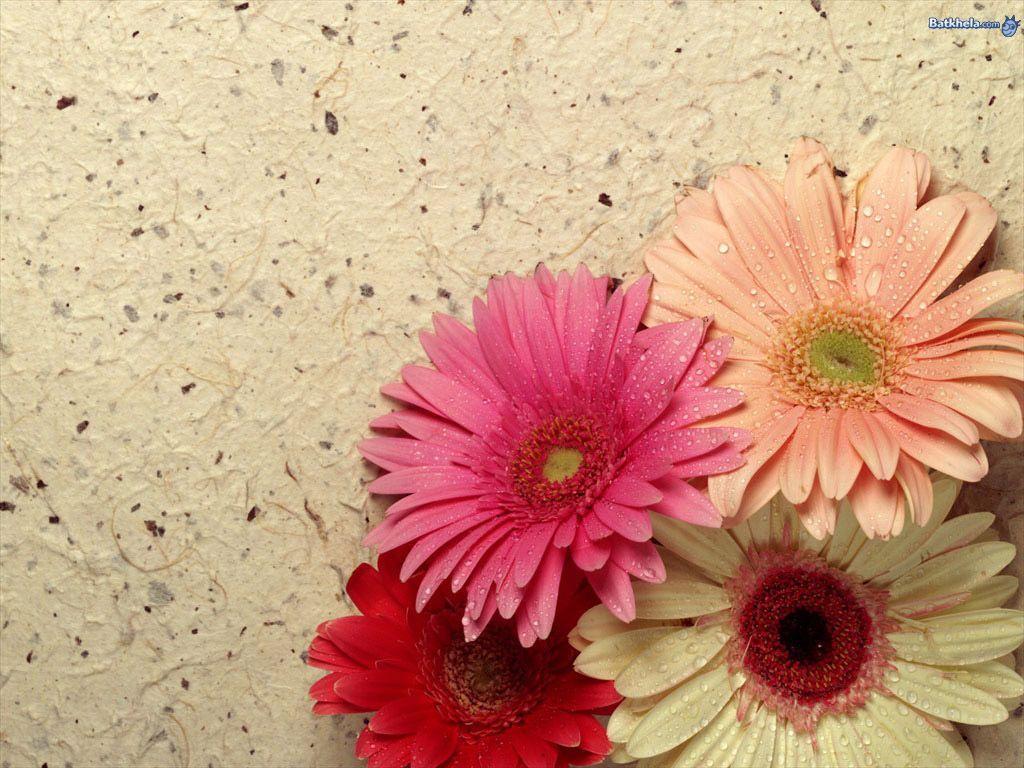 Flowers Pretty Ness!: Pretty Flowers Wallpaper