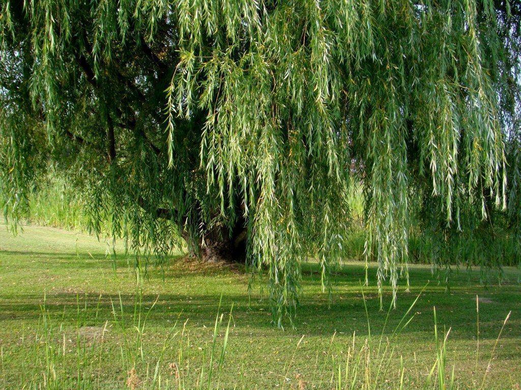 image For > Weeping Willow Tree Wallpaper