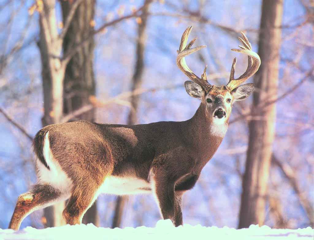 monster whitetail deer buck wallpaper