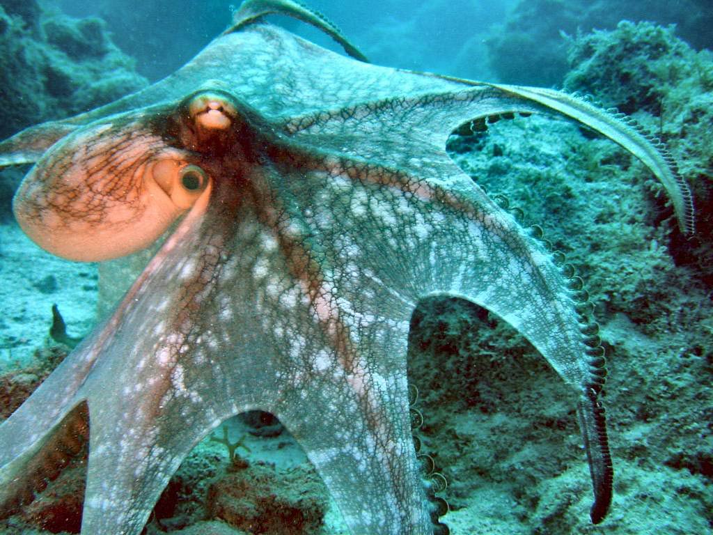 octopus wallpaper