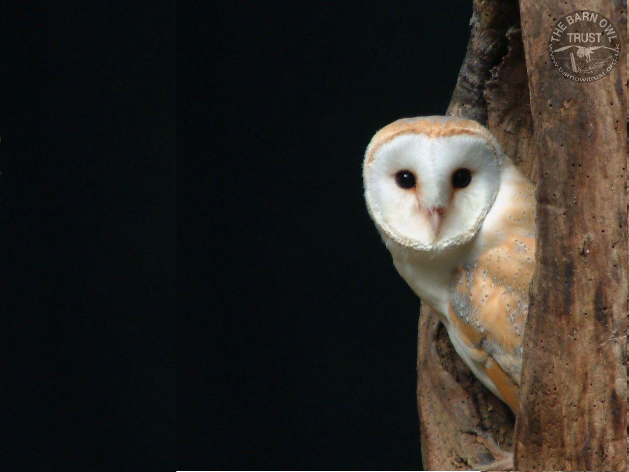 The Barn Owl Trust Background Photo