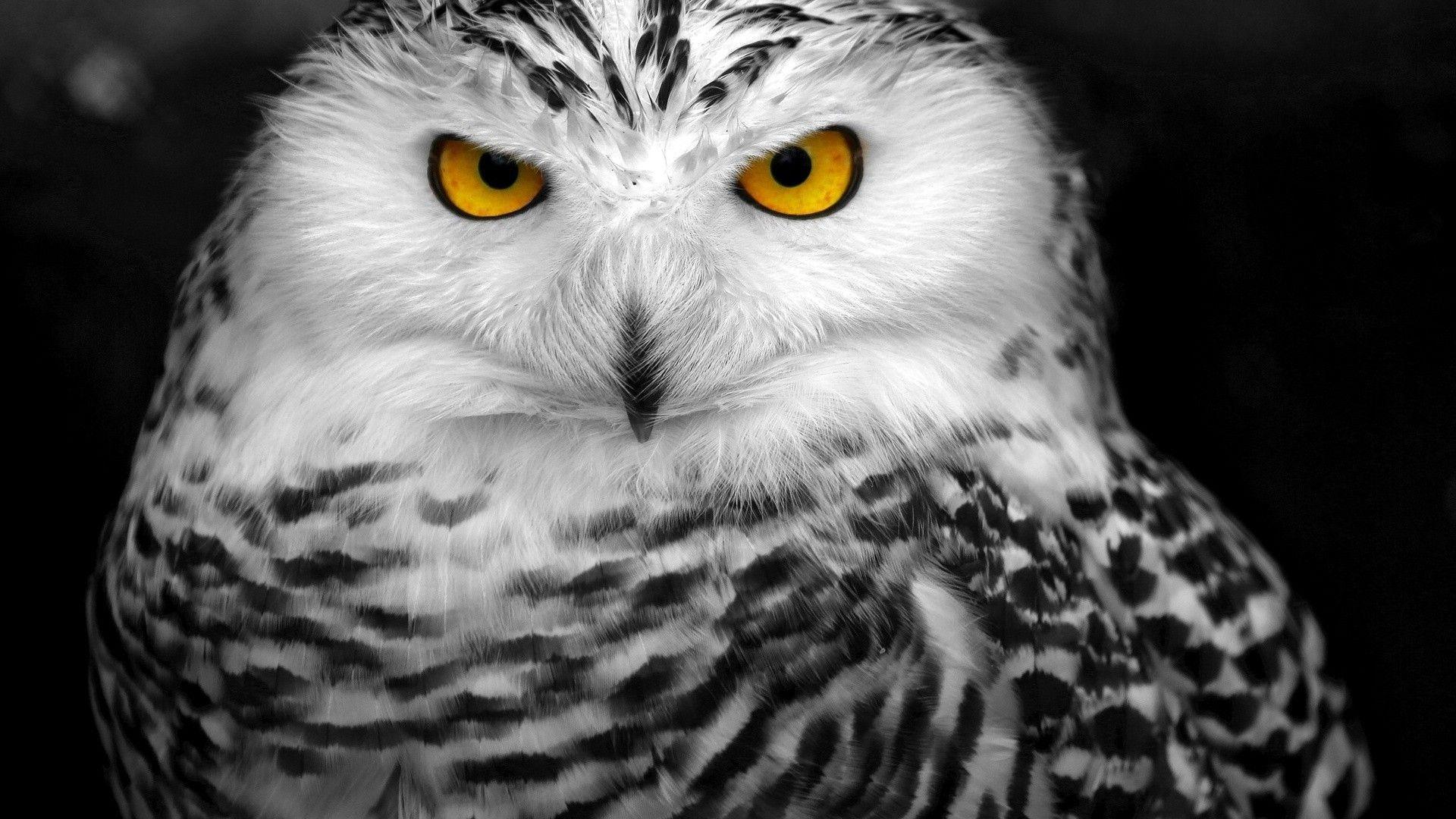 White Owl HD Wallpaper