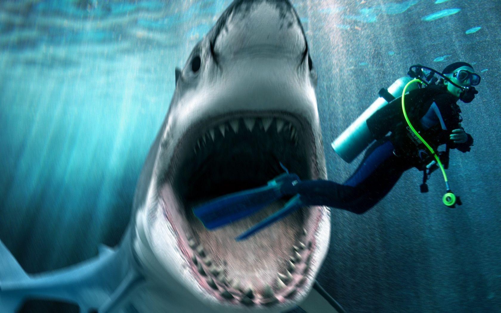 Download Shark Attack Widescreen Free Wallpaper 1680x1050. Full