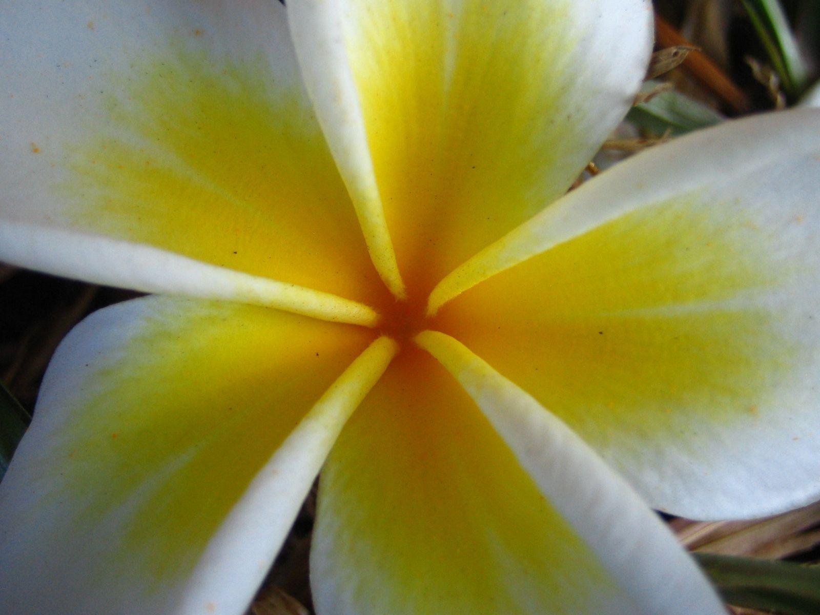 White Frangipani Wallpaper
