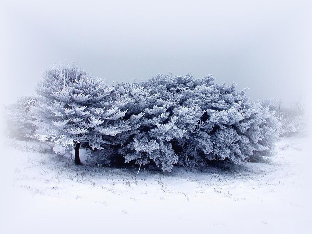 Snow Tale. Download HD Wallpaper