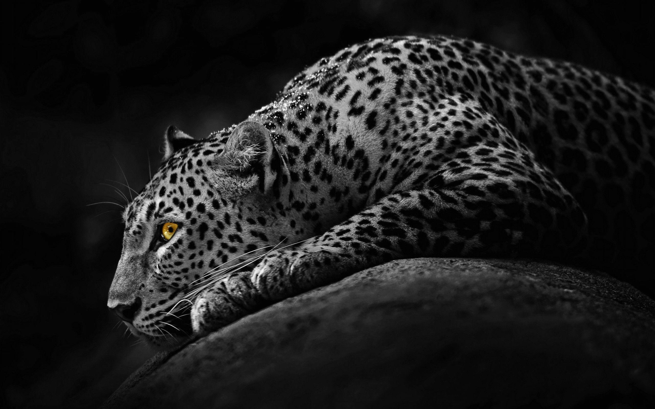 Black Jaguar Wallpapers - Wallpaper Cave