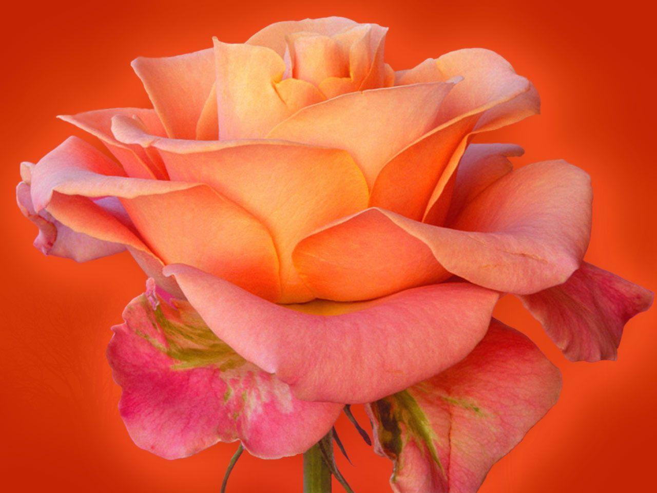 Beautiful Rose Flower Wallpaper Desktop Wallpaper. Green HD Wallpaper
