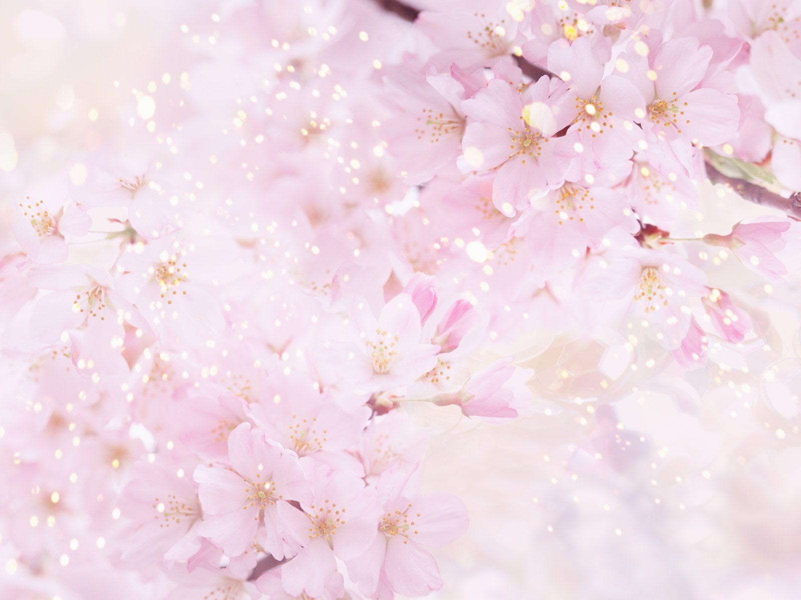 image For > Cherry Blossom Tree Tumblr Background