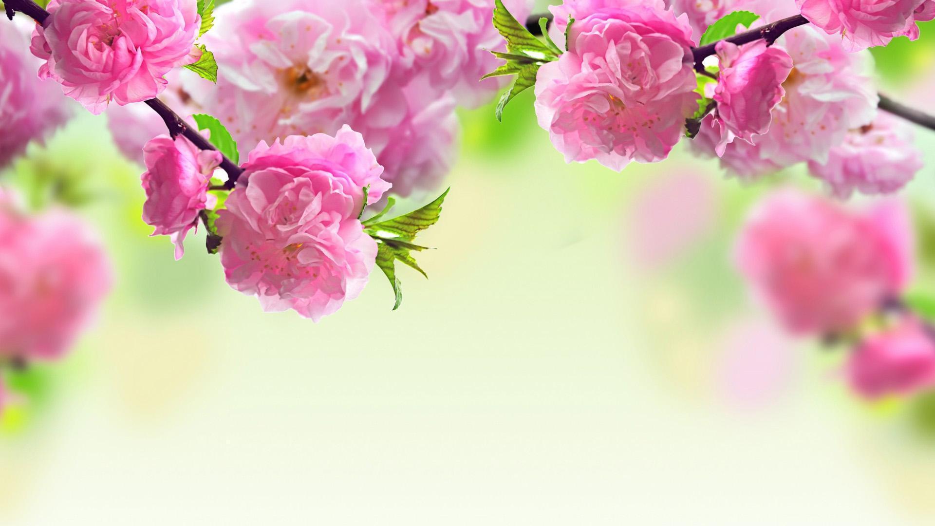 Spring Flowers Background Wallpaper. Free HD Wallpaper Desktop
