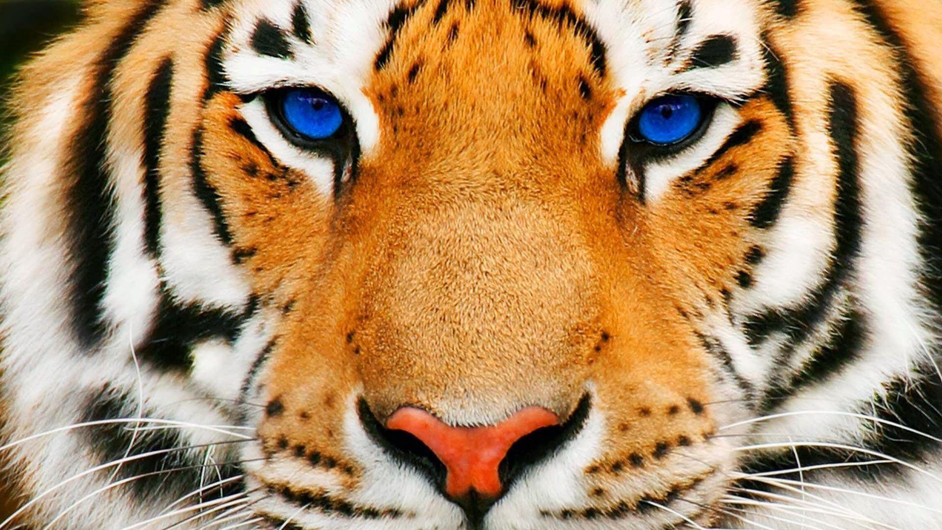 Wallpapers For > Tiger Face Wallpapers Hd