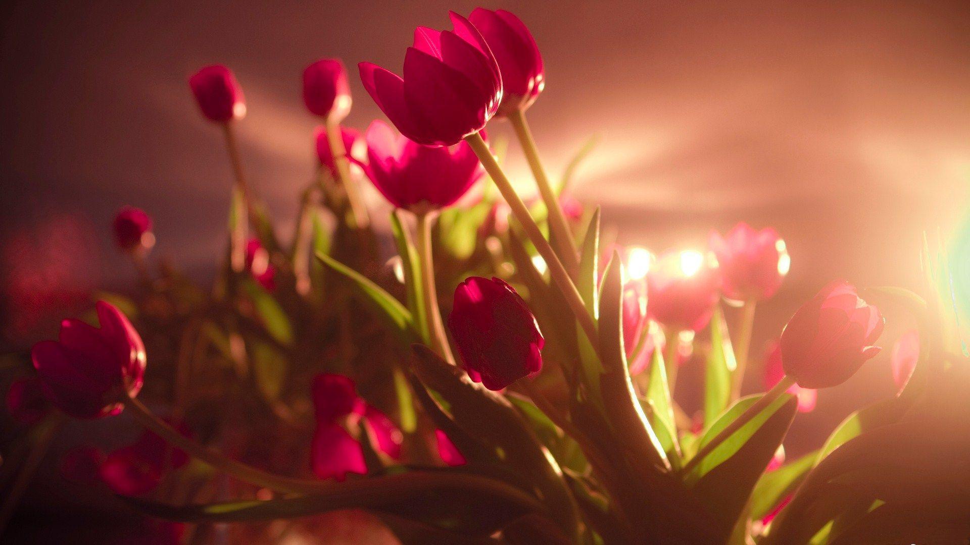Red Flowers Wallpapers - Wallpaper Cave