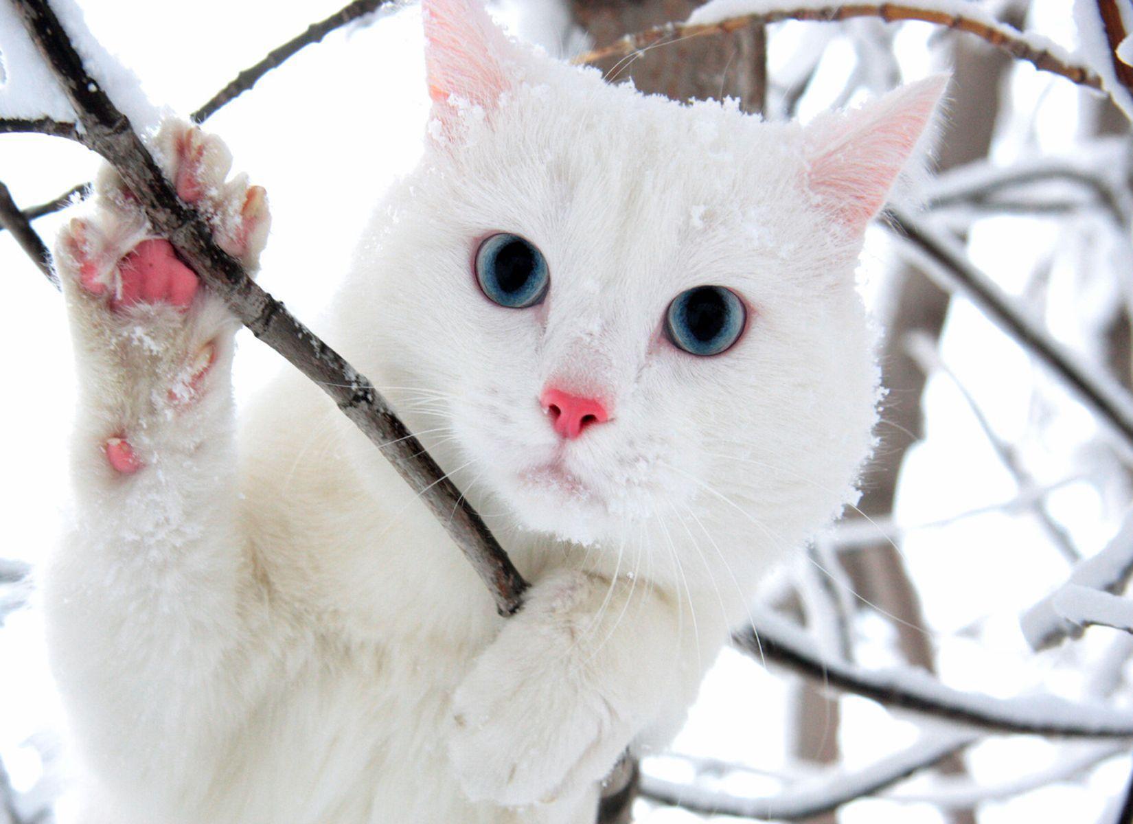 Wallpaper For > Cute White Cat Wallpaper For Desktop