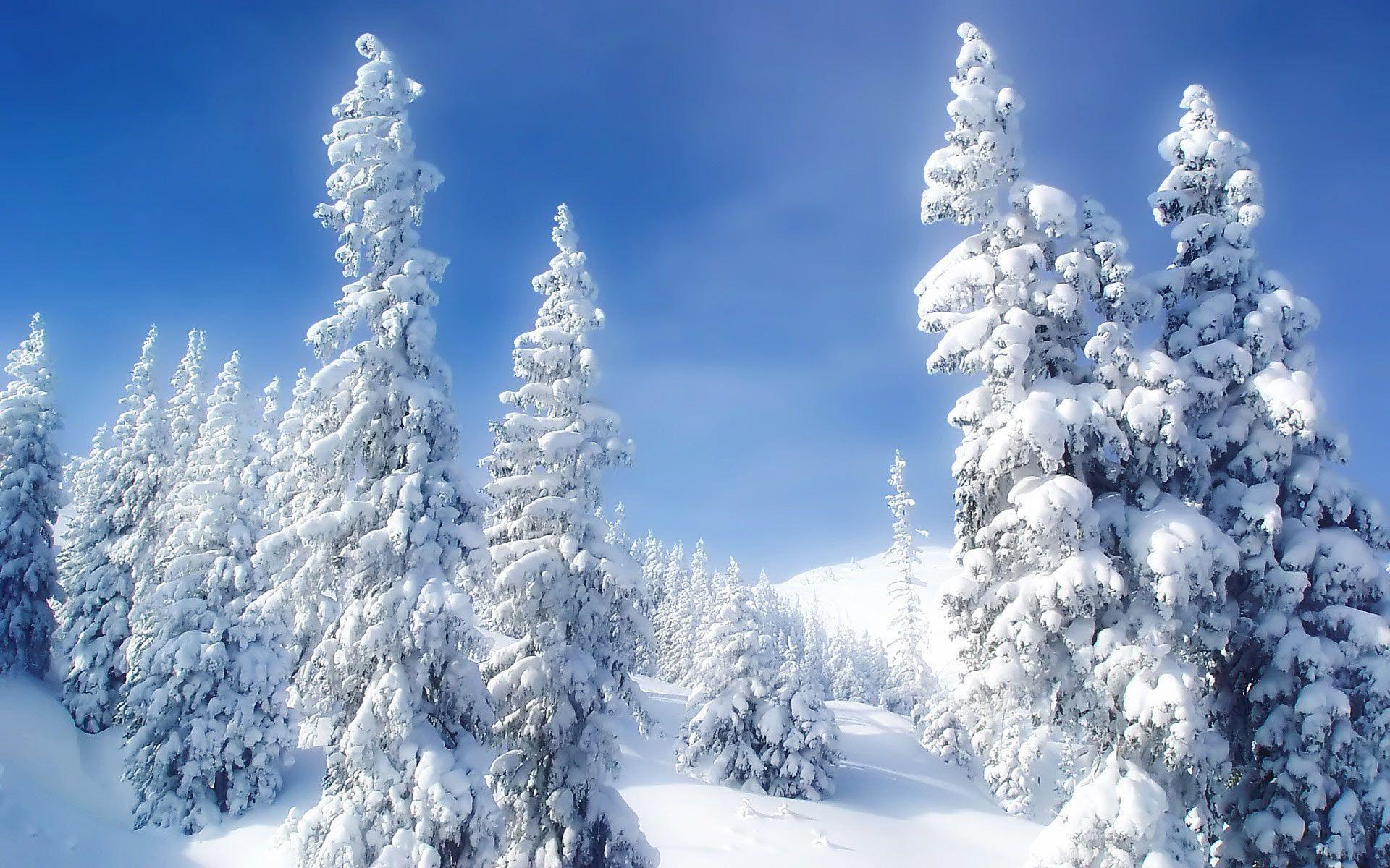 Mountain Snow Forest Computer Backgrounds Wallpapers