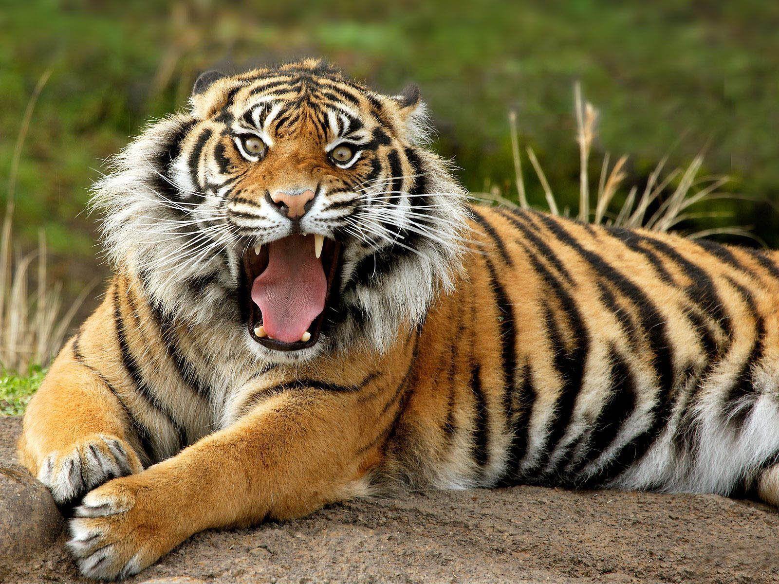Wild Animal Wallpapers HD wallpapers