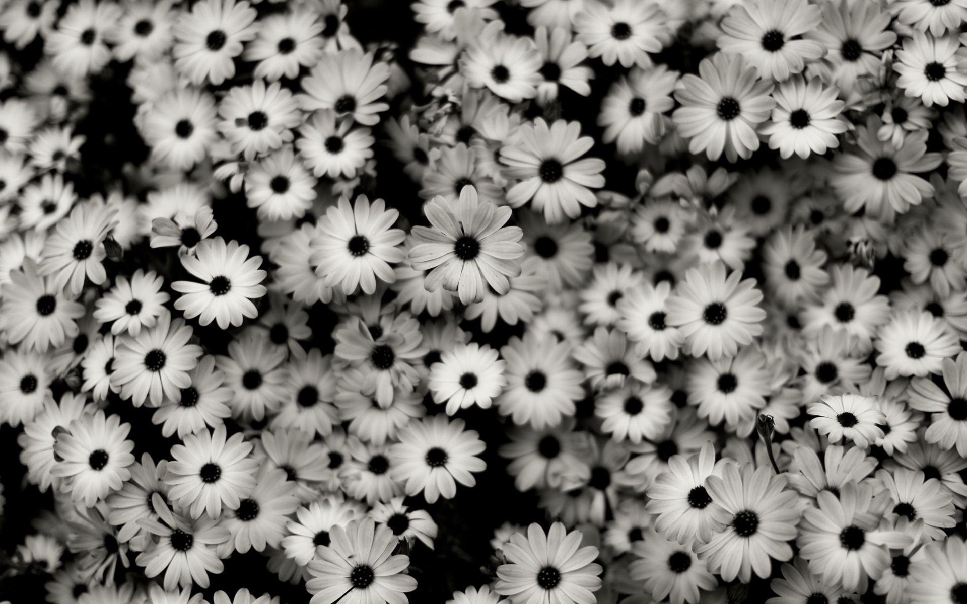 Desktop black and white flower picture wallpaper