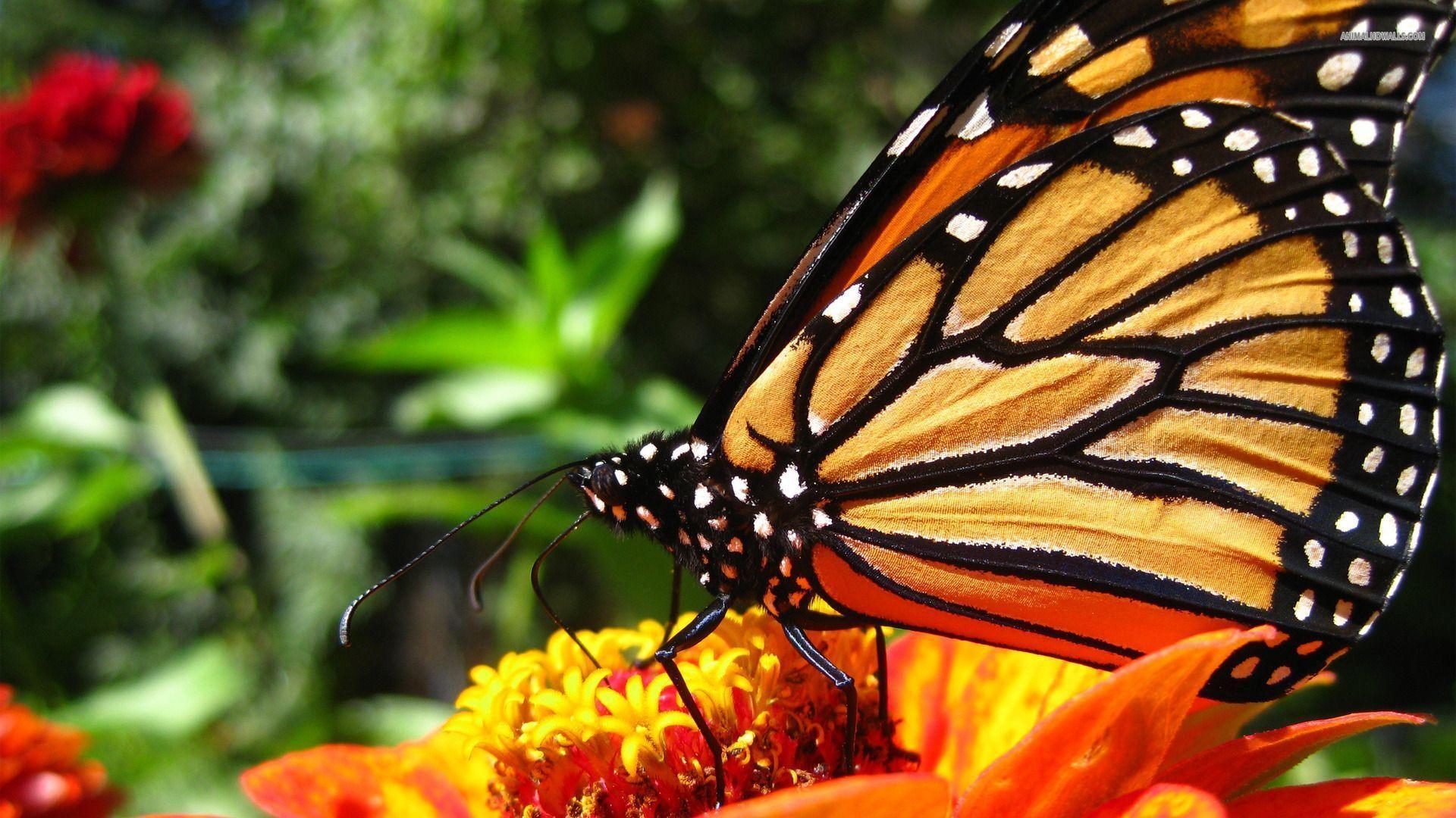 Monarch butterfly wallpaper #