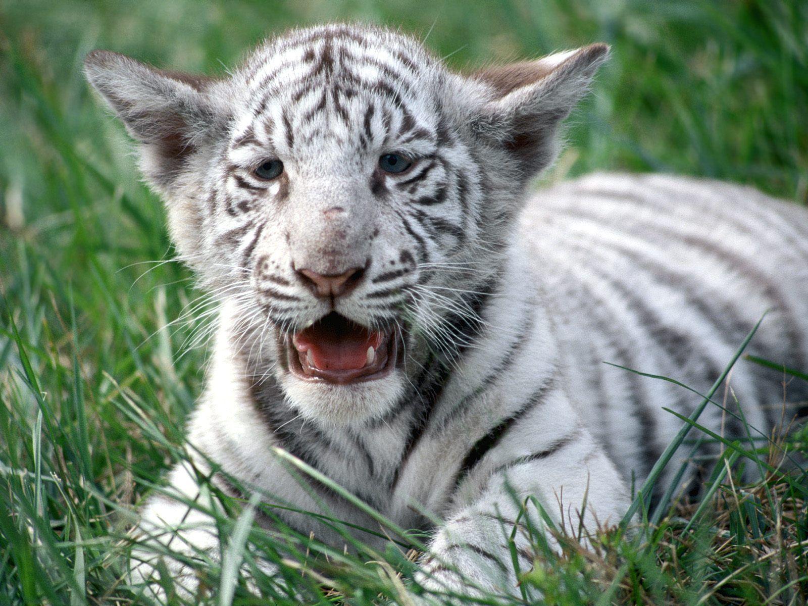 White Tiger Cub Tattoo Designs