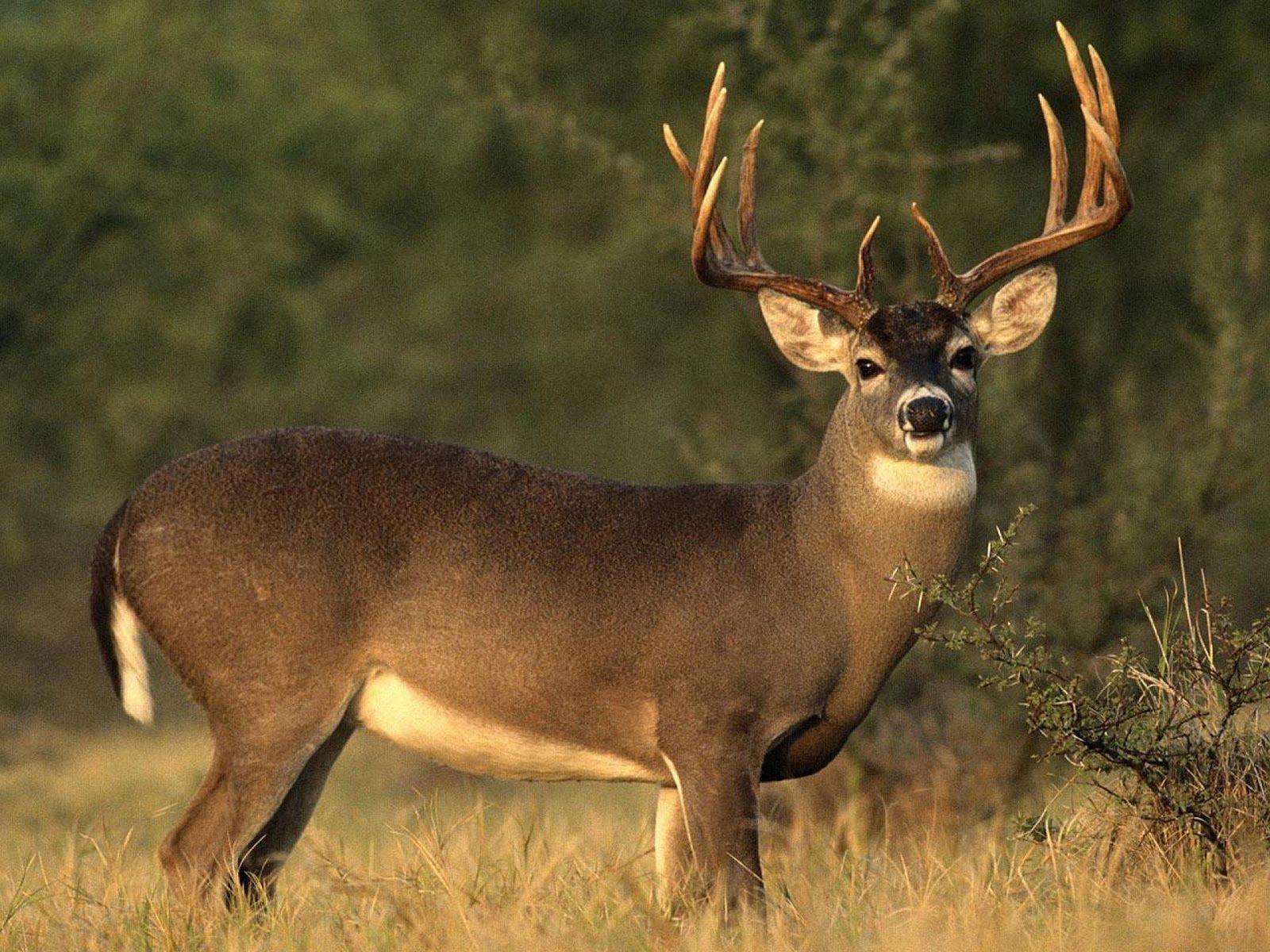 whitetail deer wallpaper