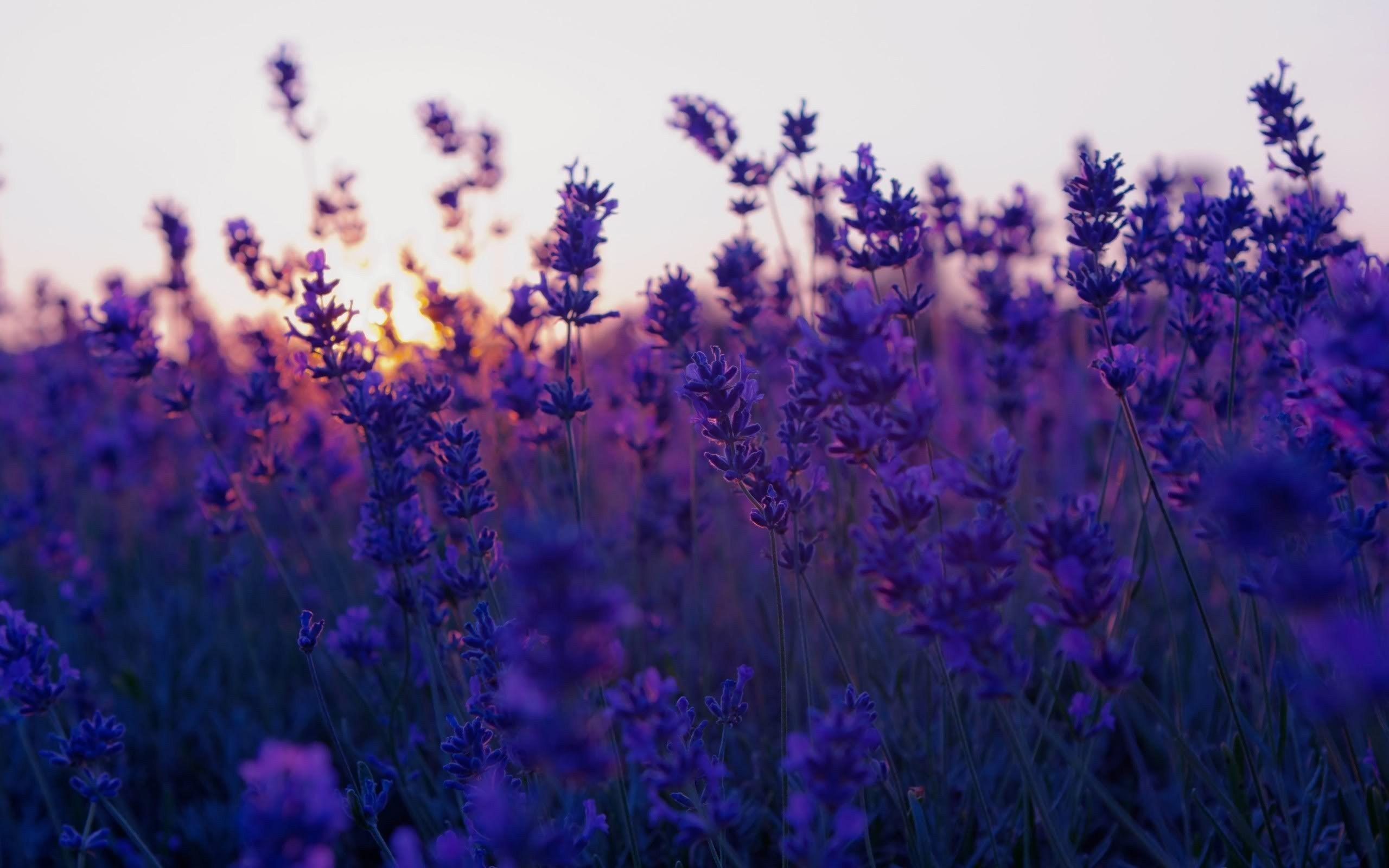 Flowers Field Lavender Purple Sunset HD Wallpaper