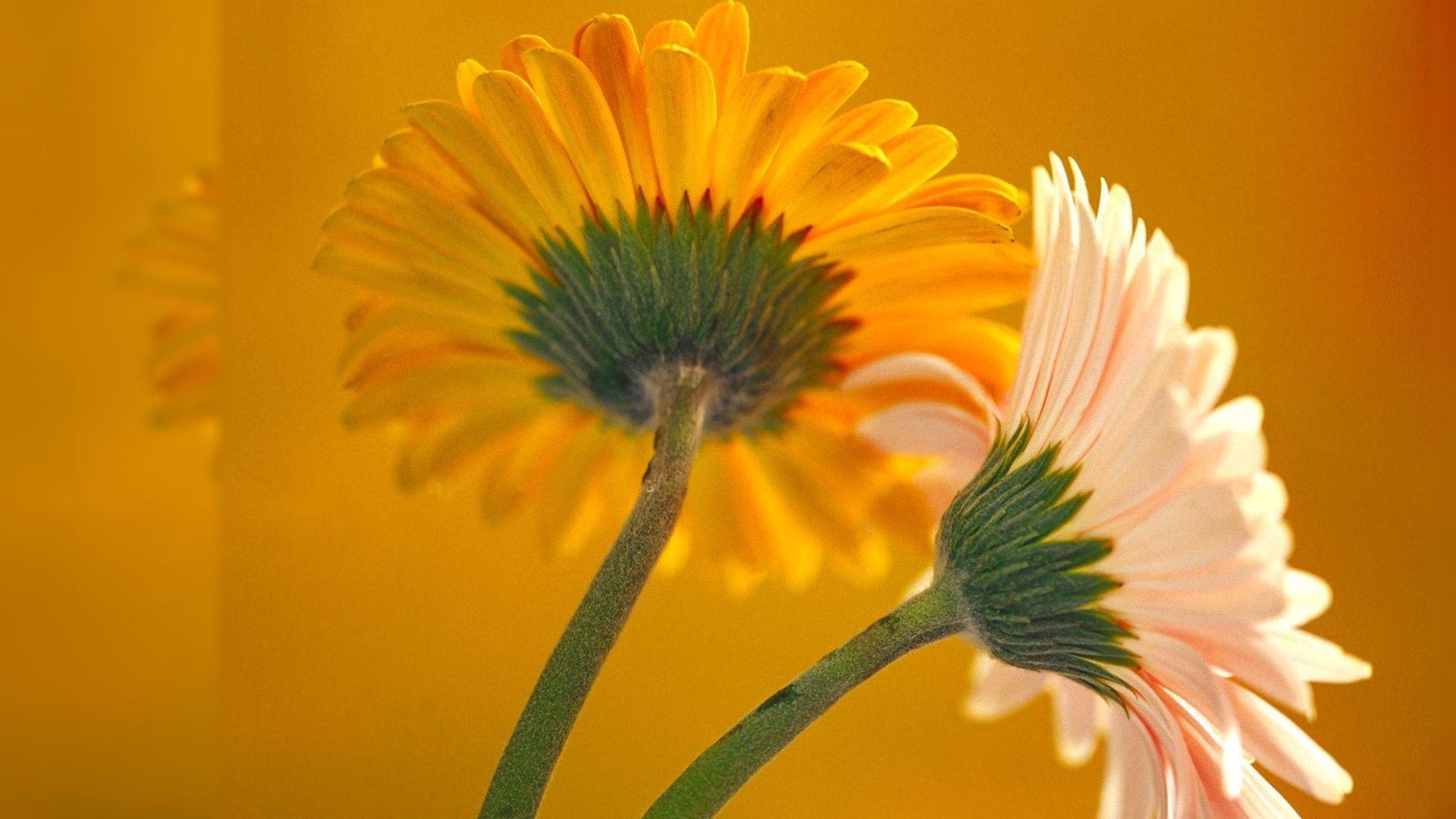 Daisy Flowers Desktop Wallpaper 3516 1920x1080px