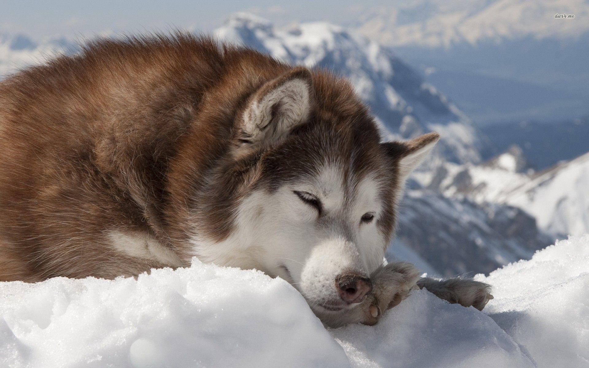 Alaskan Malamute Wallpapers - Wallpaper Cave