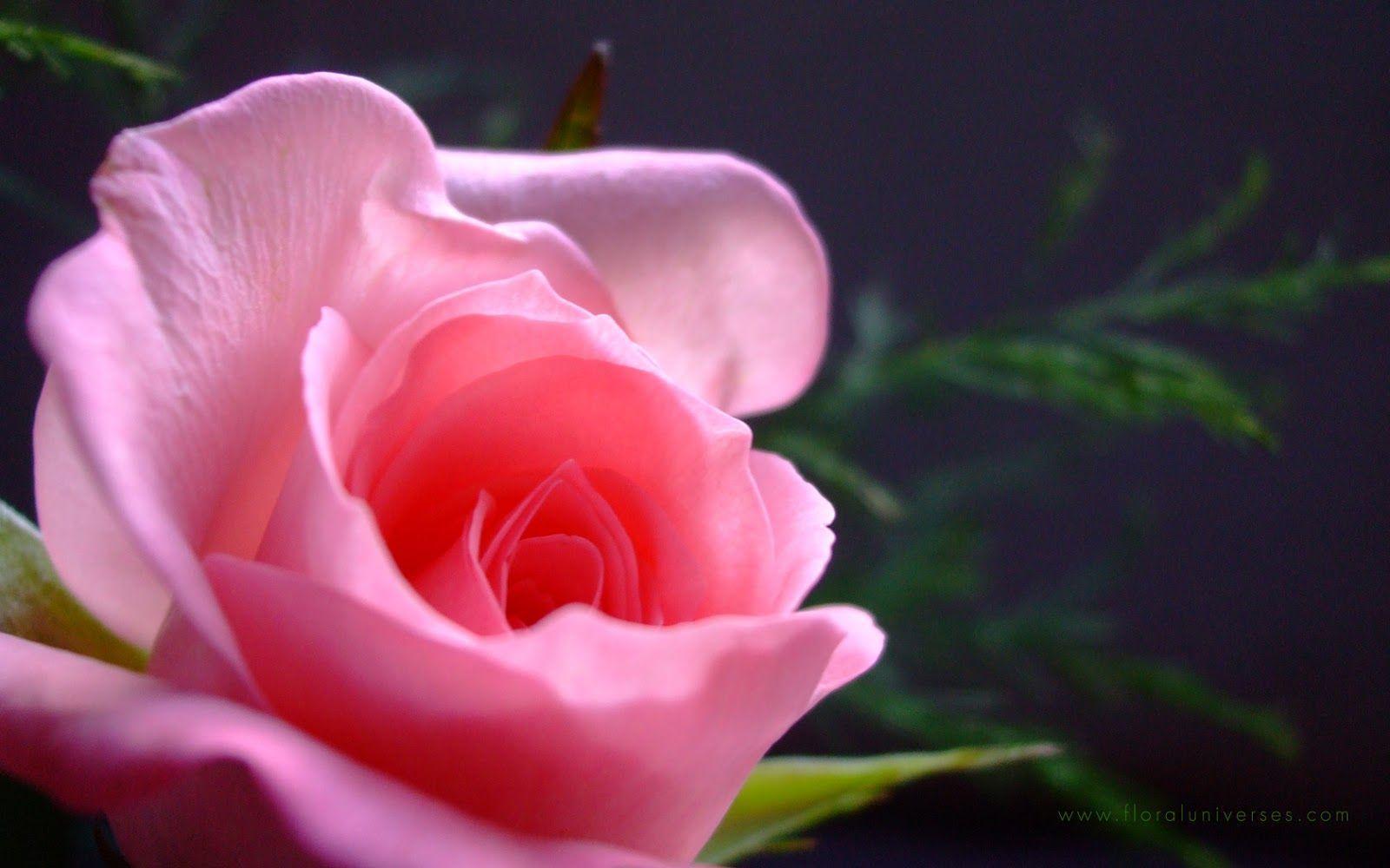 pink rose meaning. pink roses. pink rose wallpaper. light pink