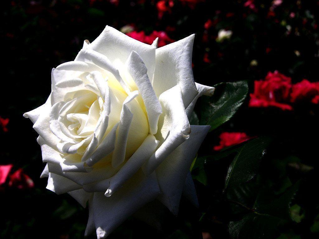 Flowers For > White Rose Wallpaper For Facebook