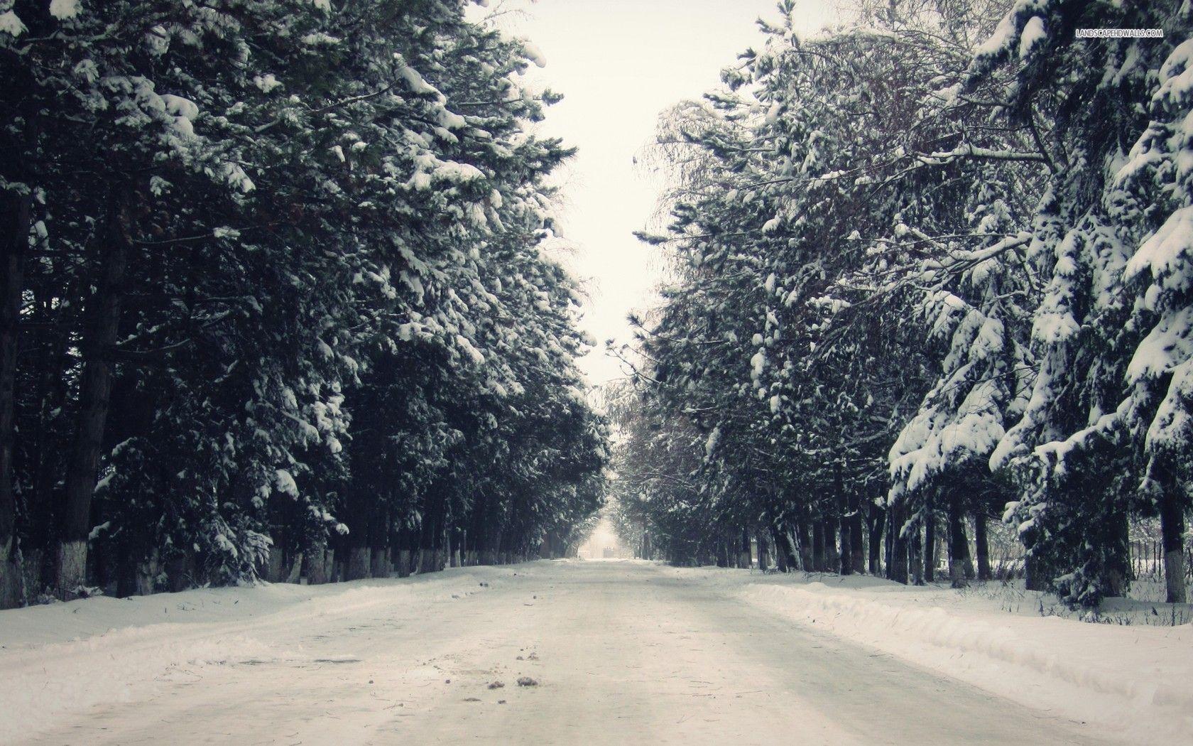 Snowy Road between the Trees wallpaper #