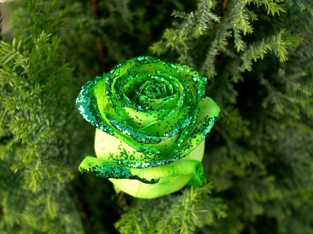 free green rose wallpaper