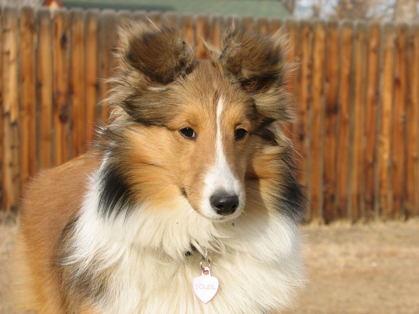 sheltie webkinz