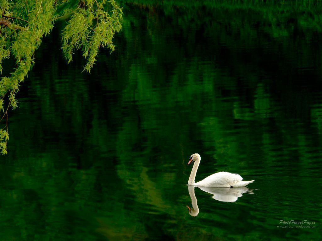 image For > Wallpaper Of Swan